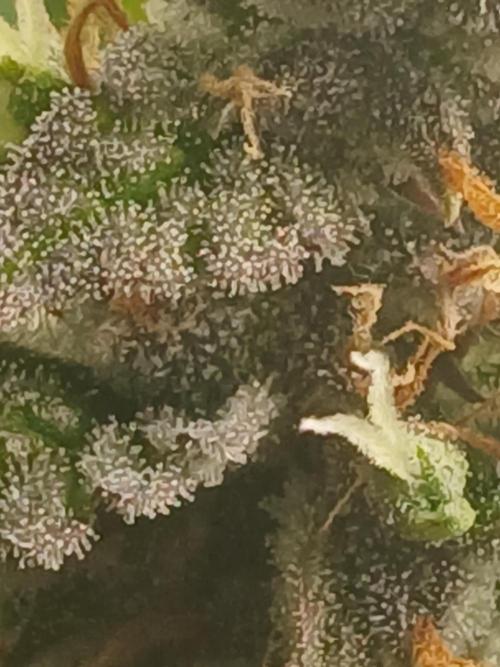 Jealousy Auto Zamnesia. Week 10