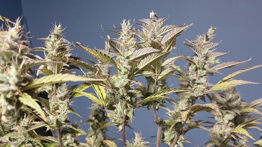 Jealousy Auto Zamnesia