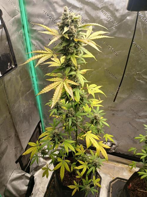 Puppy Love Mephisto Genetics. Week 11