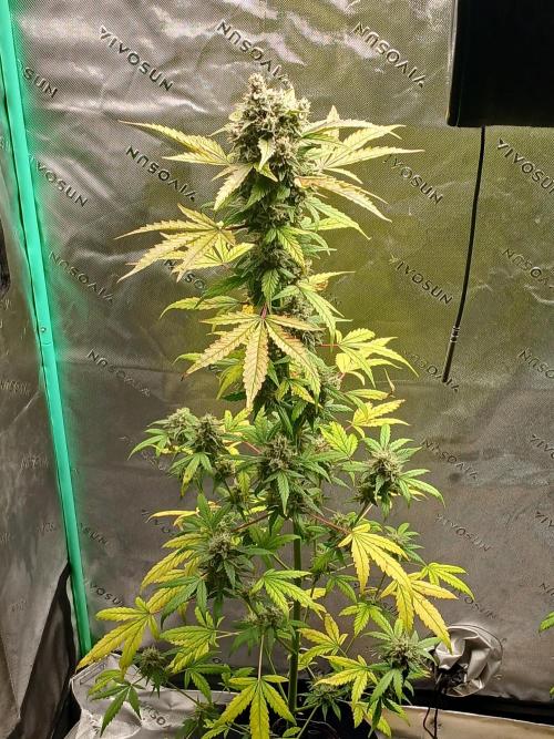 Puppy Love Mephisto Genetics. Week 11