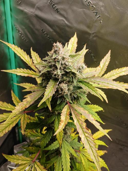 Puppy Love Mephisto Genetics. Week 11