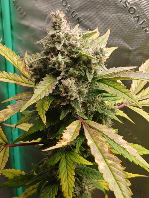 Puppy Love Mephisto Genetics. Week 11