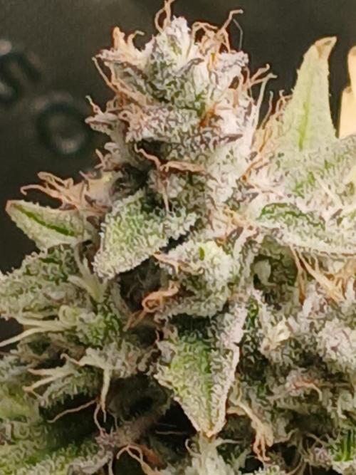 Puppy Love Mephisto Genetics. Week 11