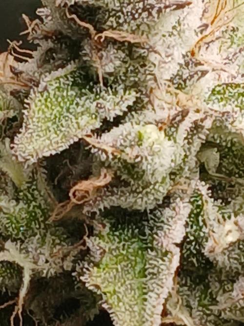 Puppy Love Mephisto Genetics. Week 11