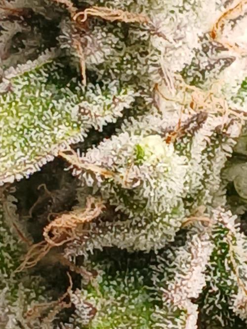 Puppy Love Mephisto Genetics. Week 11