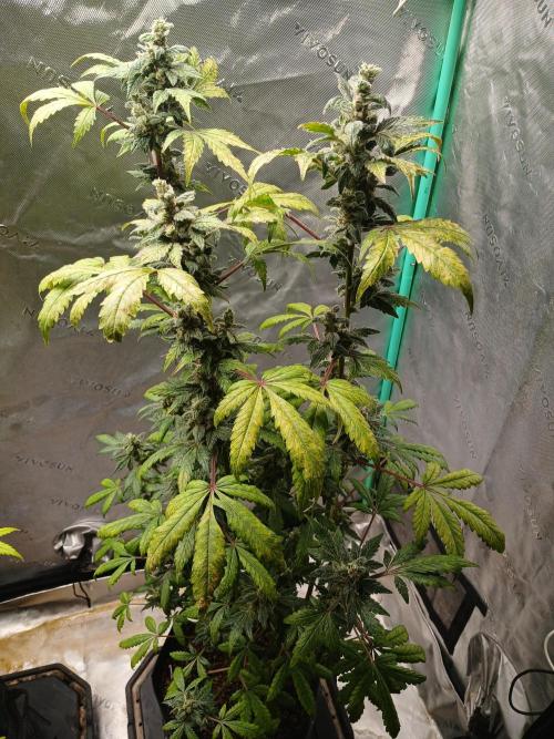 Royal Haze Auto RQS. Week 11