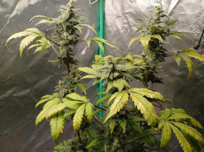 Royal Haze Auto RQS. Week 11