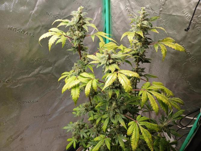 Royal Haze Auto RQS. Week 11