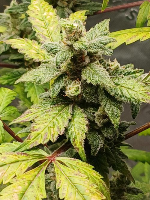 Royal Haze Auto RQS. Week 11