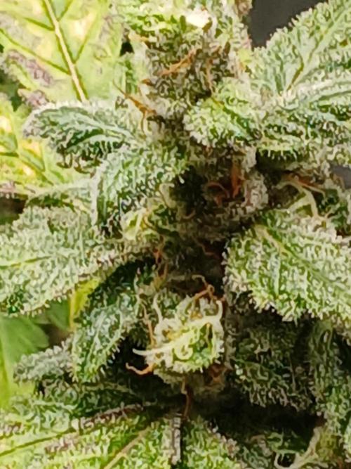 Royal Haze Auto RQS. Week 11