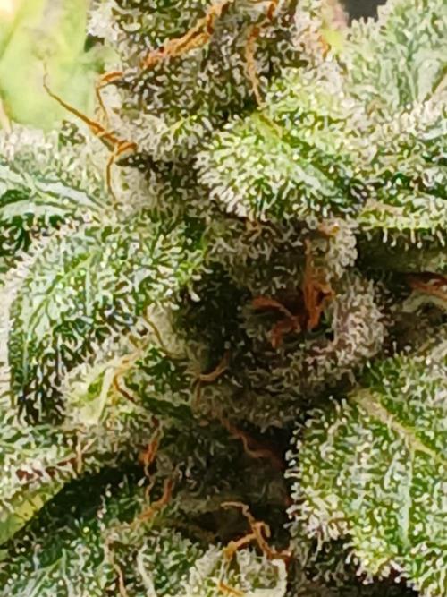 Royal Haze Auto RQS. Week 11