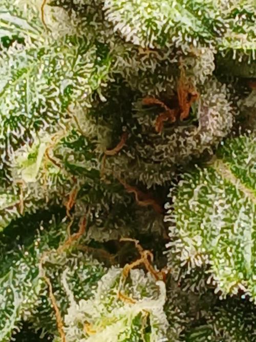 Royal Haze Auto RQS. Week 11