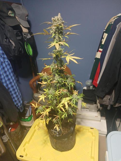 Puppy Love Mephisto Genetics. Week 12