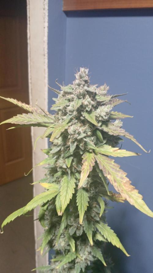 Puppy Love Mephisto Genetics. Week 12