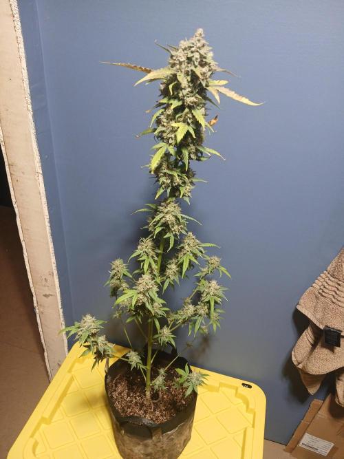 Puppy Love Mephisto Genetics. Week 12