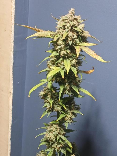 Puppy Love Mephisto Genetics. Week 12