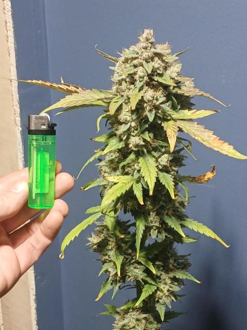 Puppy Love Mephisto Genetics. Week 12