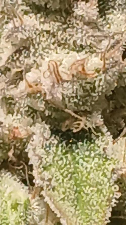 Puppy Love Mephisto Genetics