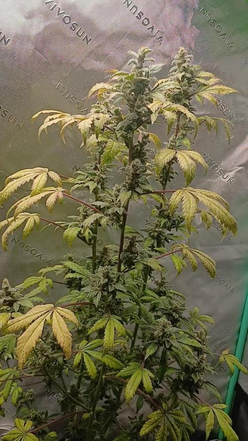 Royal Haze Auto RQS