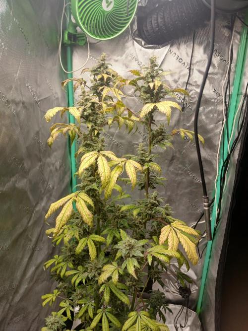 Royal Haze Auto RQS. Week 12