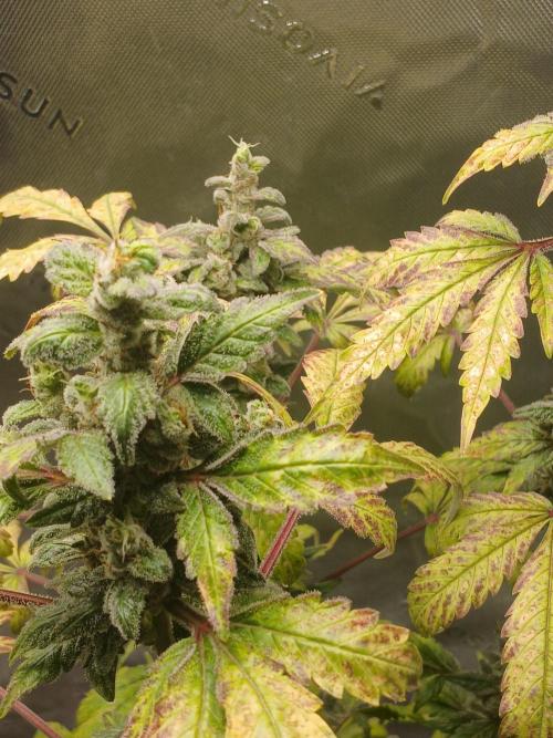 Royal Haze Auto RQS. Week 12