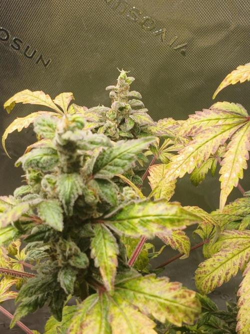 Royal Haze Auto RQS. Week 12