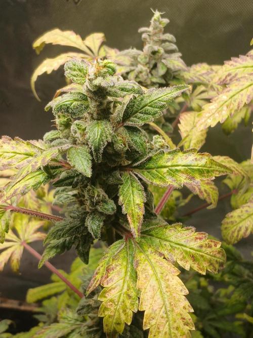 Royal Haze Auto RQS. Week 12