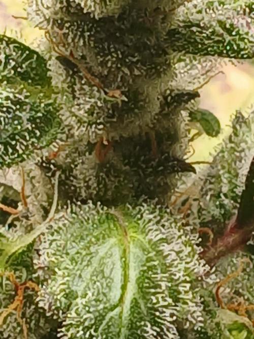 Royal Haze Auto RQS. Week 12