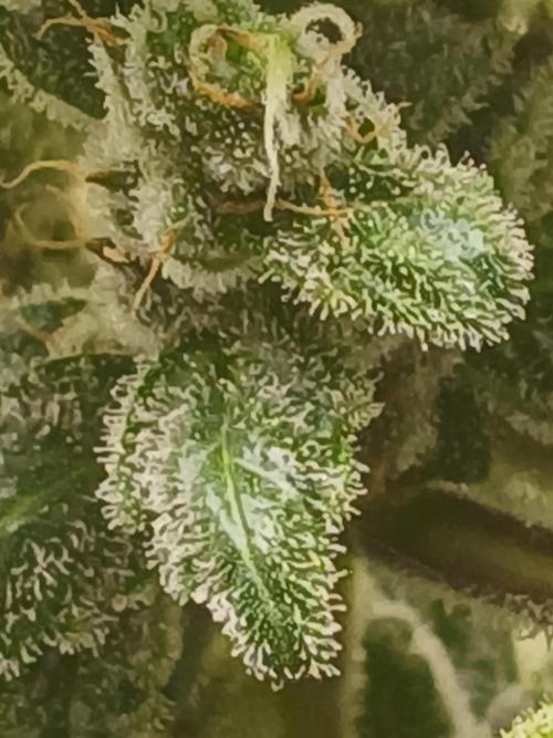 Royal Haze Auto RQS. Week 12