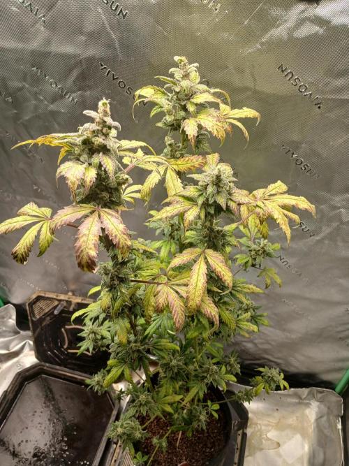 Royal Haze Auto RQS. Week 12