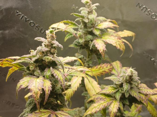 Royal Haze Auto RQS. Week 12