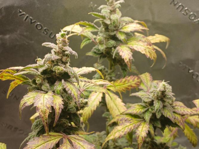 Royal Haze Auto RQS. Week 12