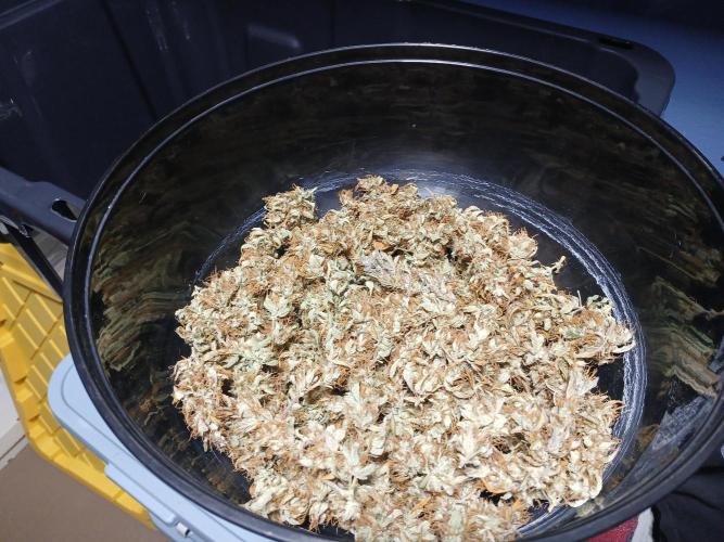 Jealousy Auto Zamnesia. Week 12