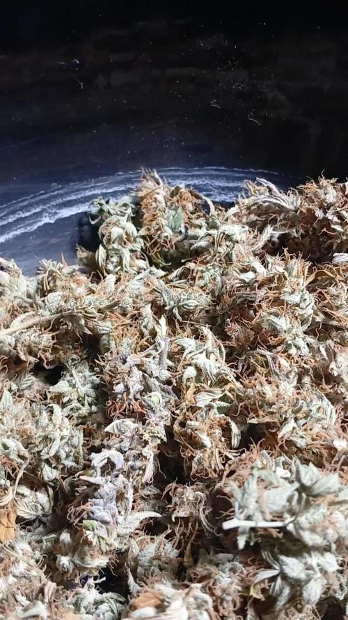 Jealousy Auto Zamnesia