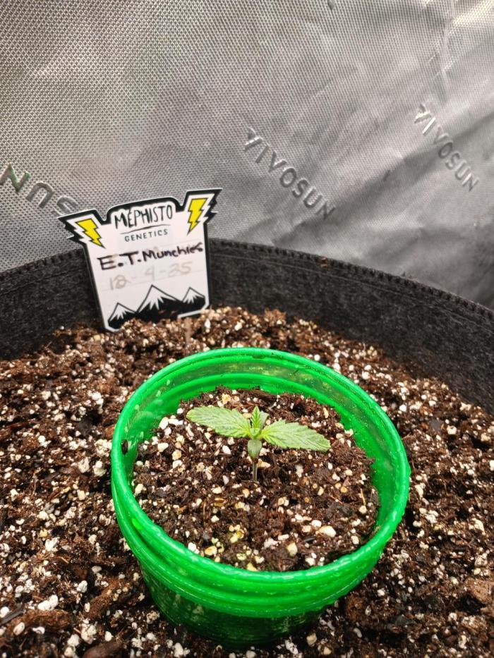 E.T. Munchies Mephisto Genetics. Week 1