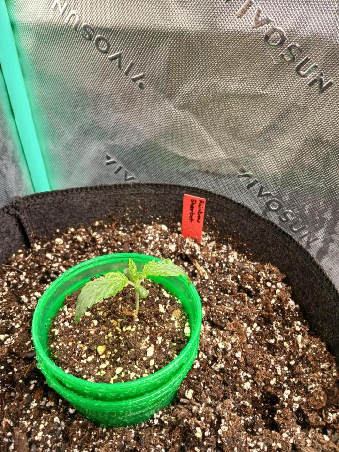 Rainbow Sherbet Zamnesia. Week 1