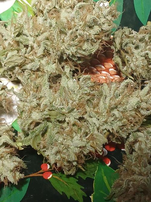 Puppy Love Mephisto Genetics. Week 13