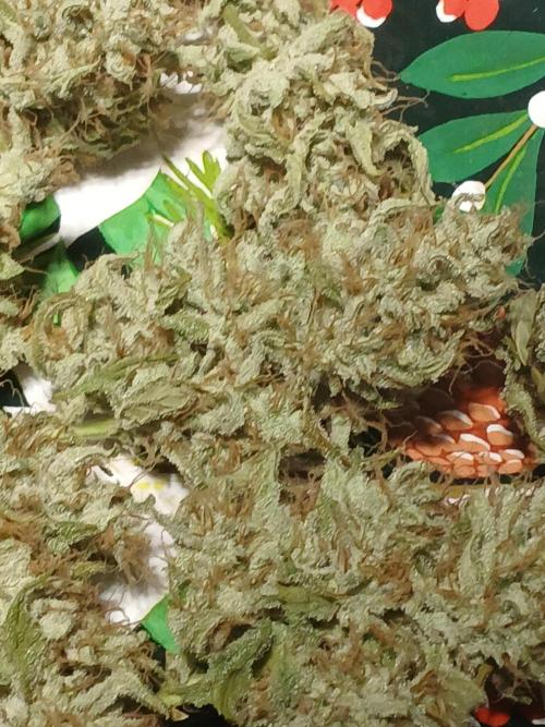 Puppy Love Mephisto Genetics. Week 13