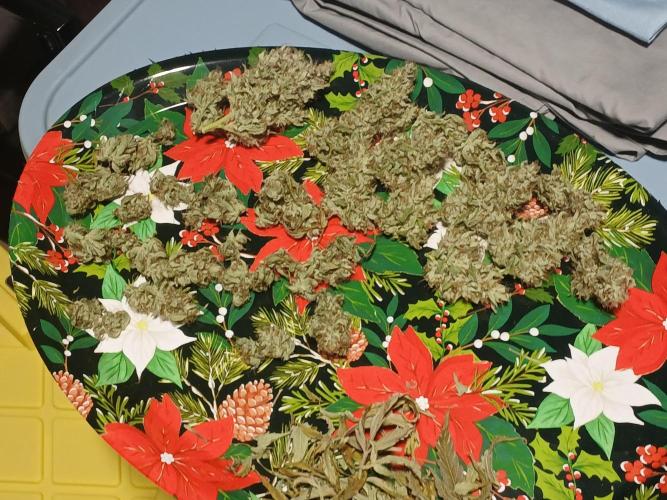 Puppy Love Mephisto Genetics. Week 13