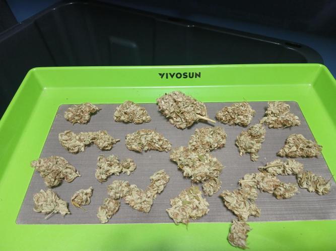 Puppy Love Mephisto Genetics. Week 13