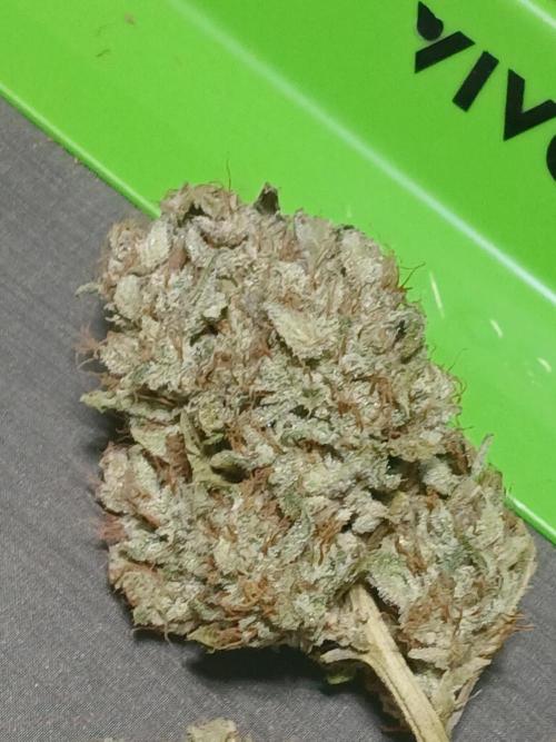 Puppy Love Mephisto Genetics. Week 13