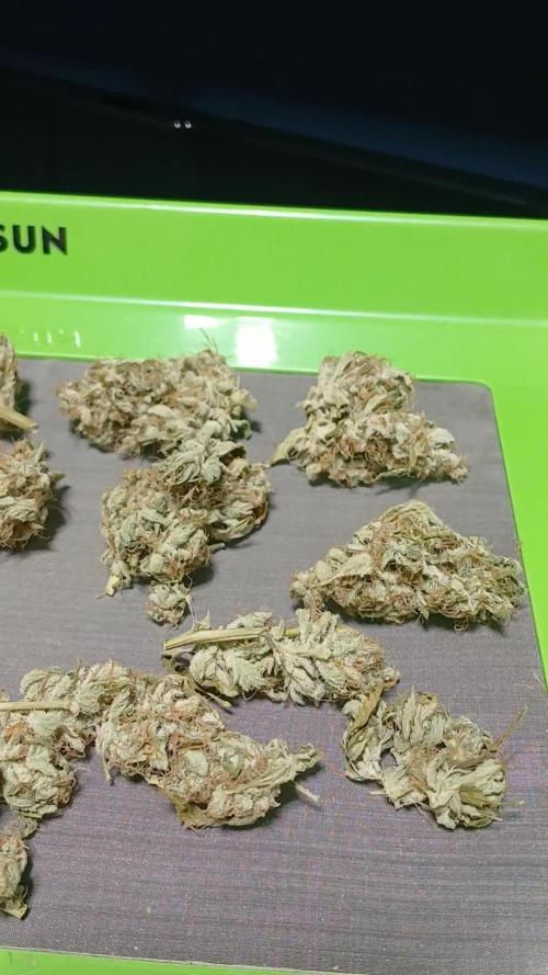 Puppy Love Mephisto Genetics