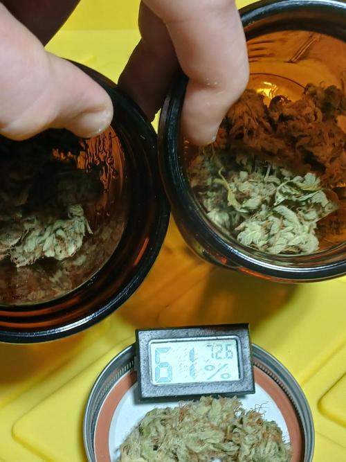 Puppy Love Mephisto Genetics. Week 13