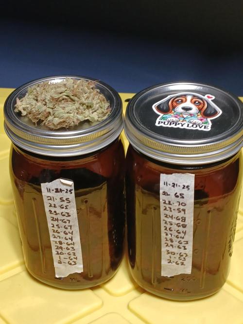 Puppy Love Mephisto Genetics. Week 13