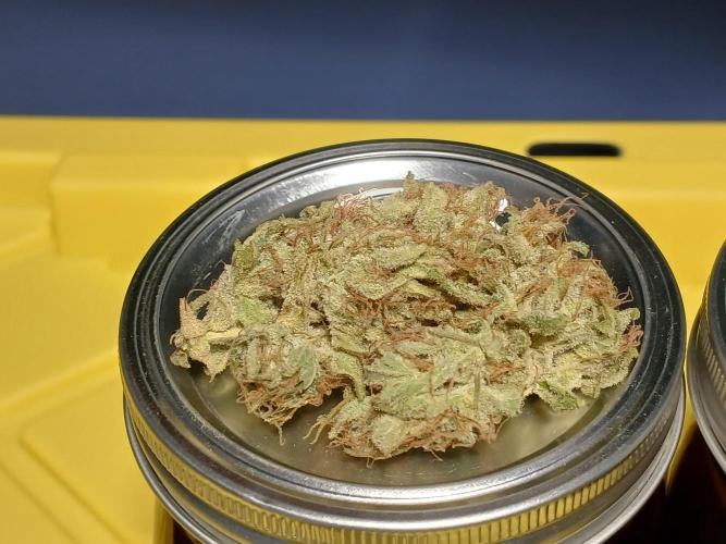 Puppy Love Mephisto Genetics. Week 13