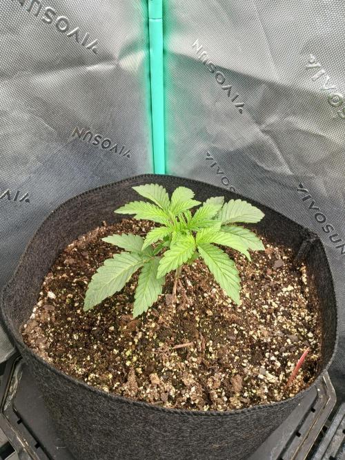 Rainbow Sherbet Zamnesia. Week 2