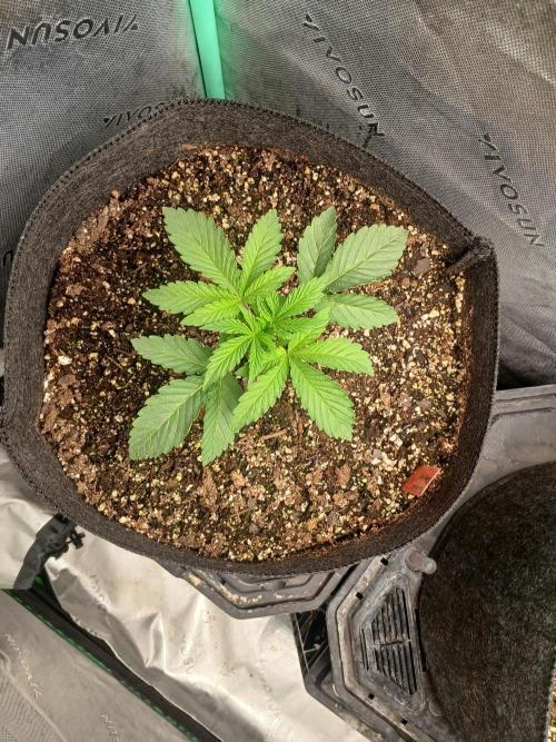 Rainbow Sherbet Zamnesia. Week 2