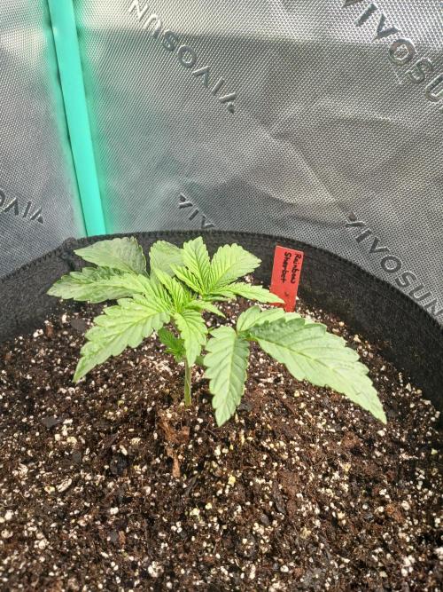 Rainbow Sherbet Zamnesia. Week 2