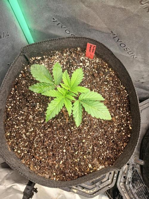 Rainbow Sherbet Zamnesia. Week 2