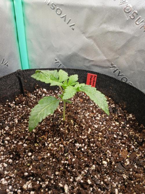 Rainbow Sherbet Zamnesia. Week 2